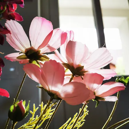 Vezer Panzio Bed and Breakfast Szabolcs