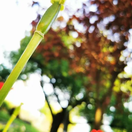 Vezér Panzió Bed & Breakfast Szabolcs